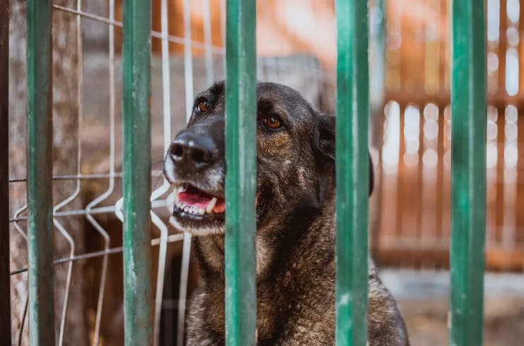 tips for volunteering at animal shelters