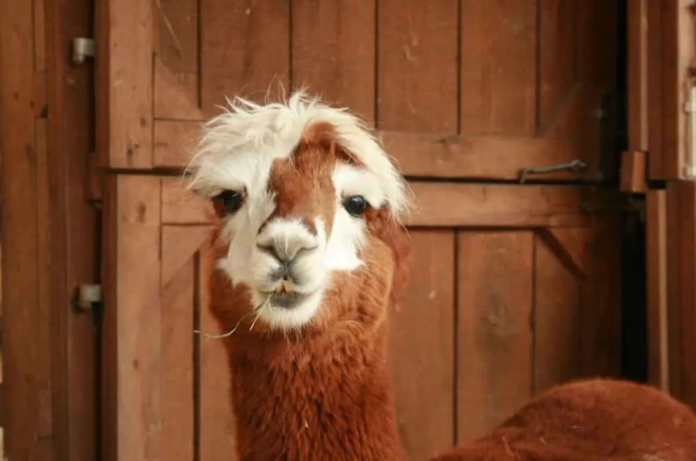 Alpaca, animal muito conhecido na cultura argentina