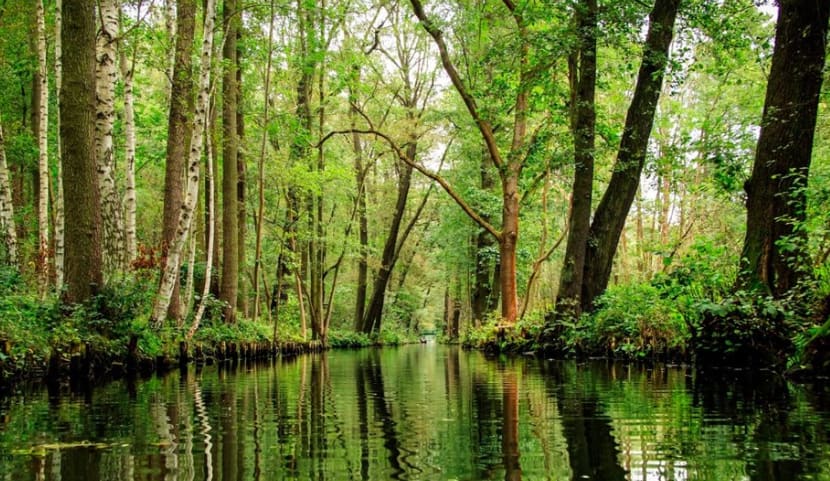 Things to do in Berlin: Spreewald Forest