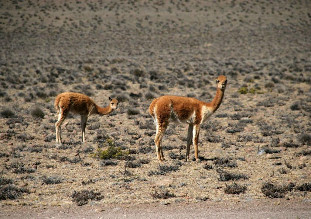 Montanhas Coloridas, Peru: Lhamas