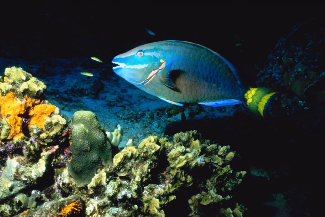 Pez loro en la noche