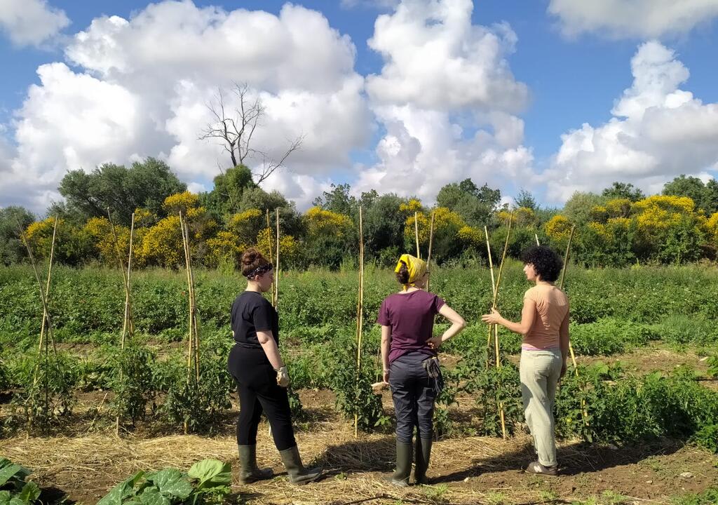 volunteers can help with organic farming in italy