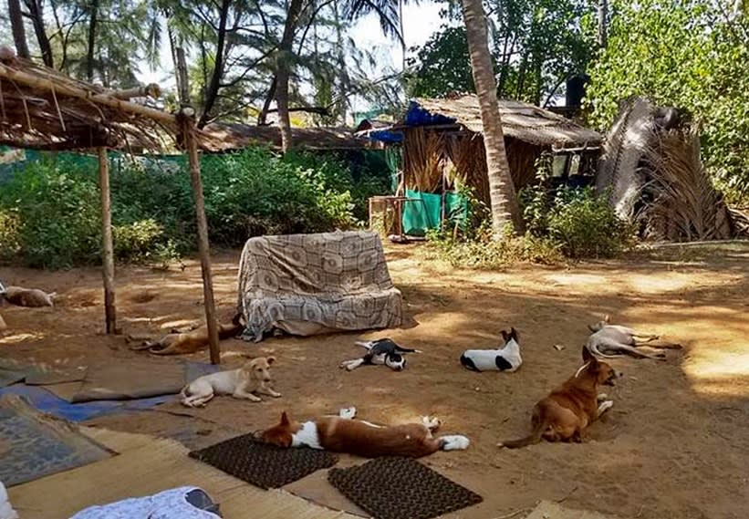 Perros en un refugio de animales rescatados en India