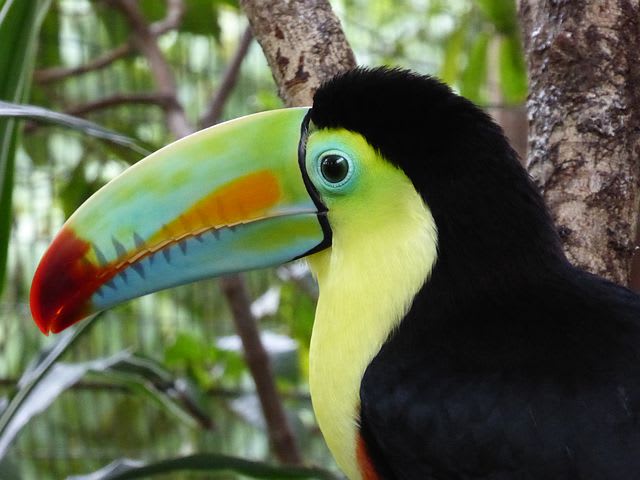 Ruta para recorrer Centroamérica como mochilero - Worldpackers - tucán en medio de la selva en Costa Rica 