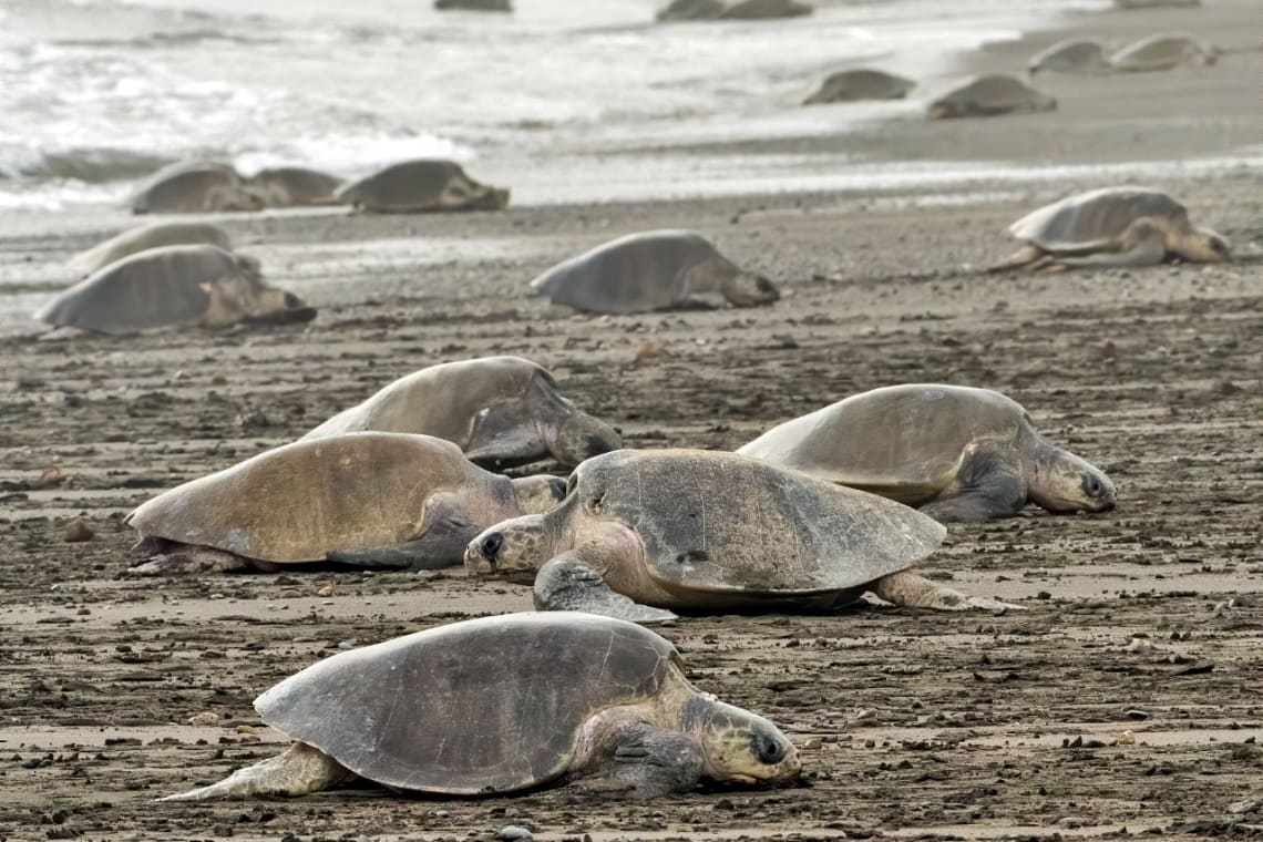 Tortugas llegando a la playa de Ostional para desovar
