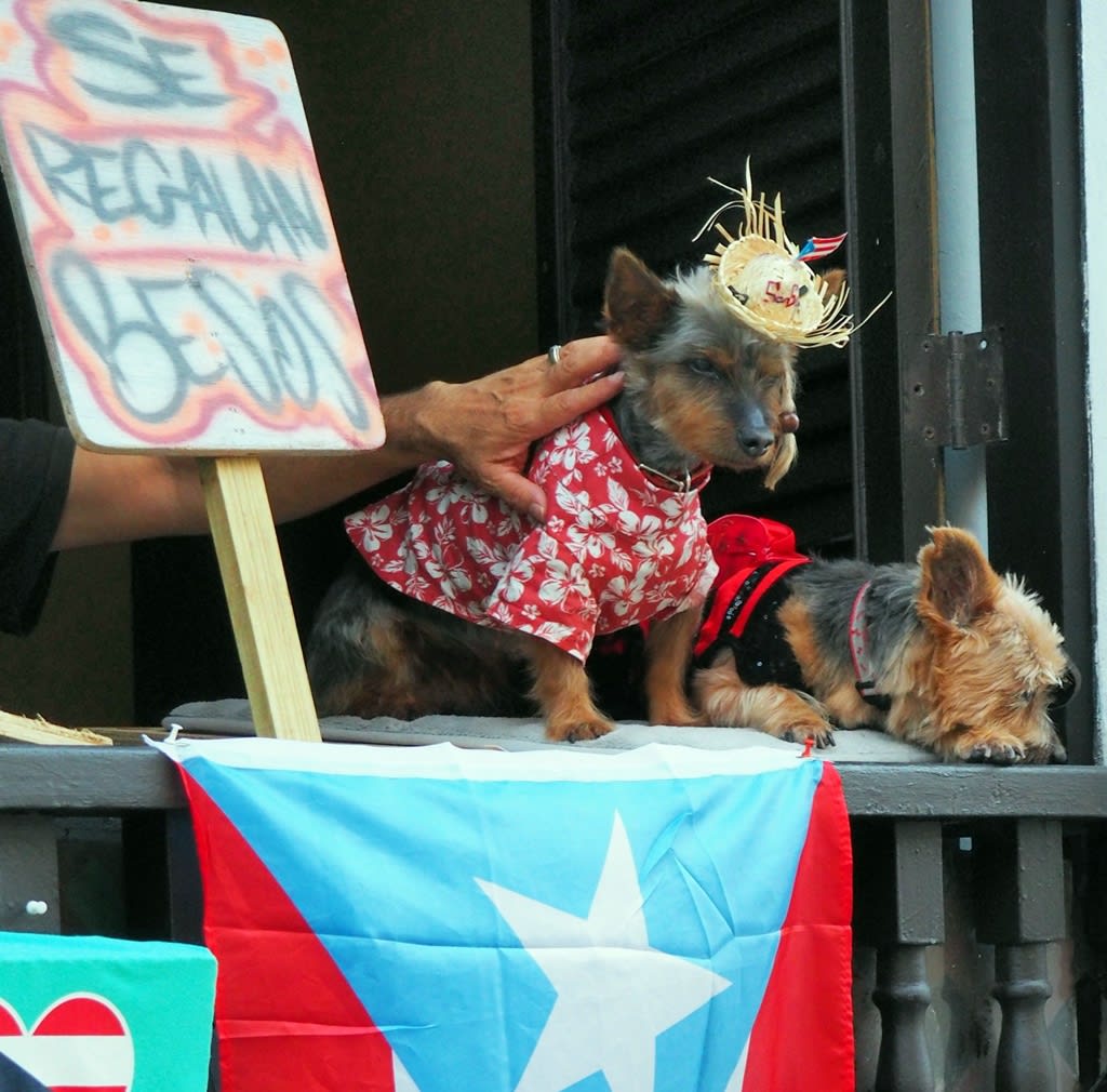 Puerto Rico language: two dogs seated in a balcony with flag of Puerto Rico and sign saying "Se regalan besos" (We give away kisses)