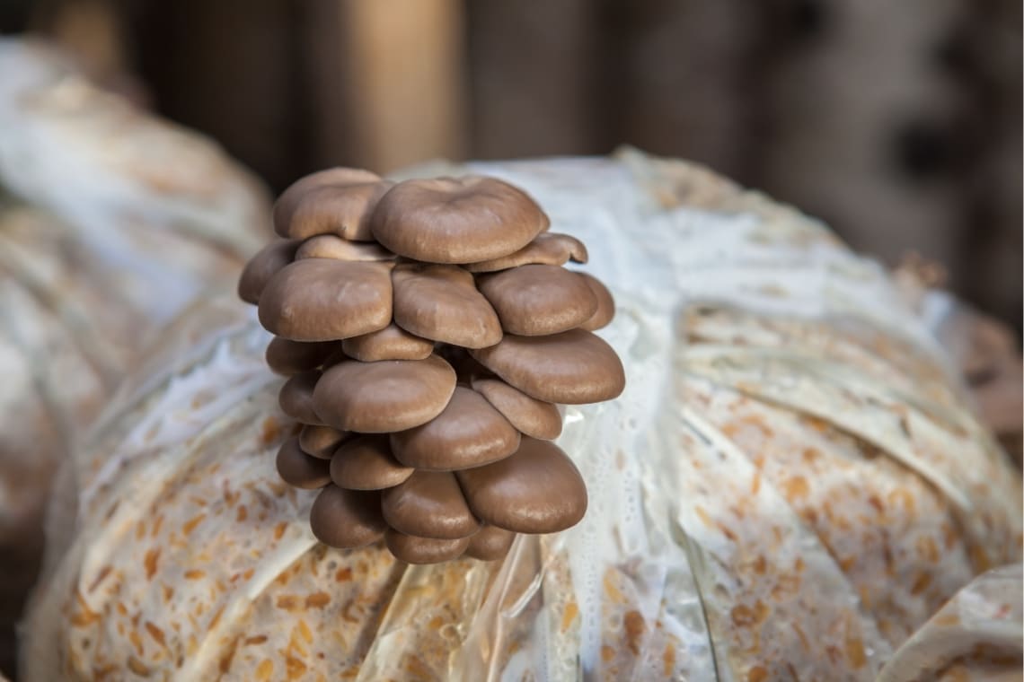 Brown mushrooms growing from a bag