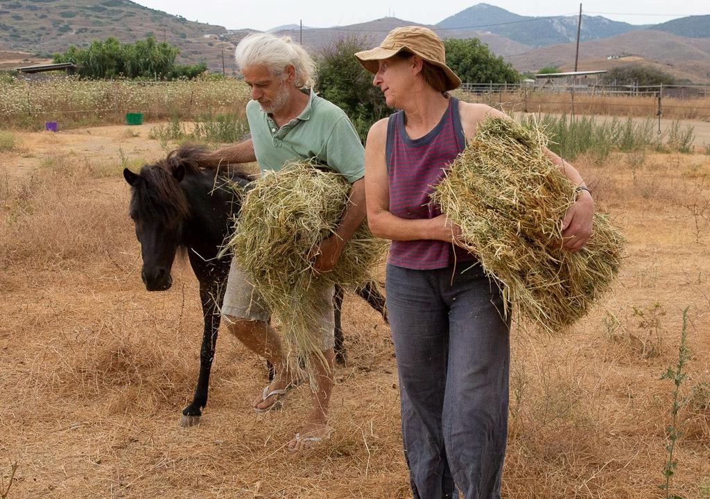 Volunteers in a horse sanctuary in Greece