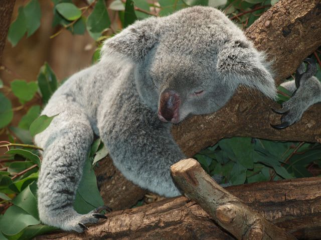 Todo lo que debes saber antes de viajar a Australia - Worldpackers - koala durmiendo sobre un árbol  