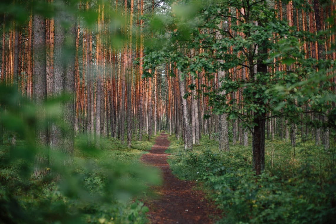 Beautiful green forest trail