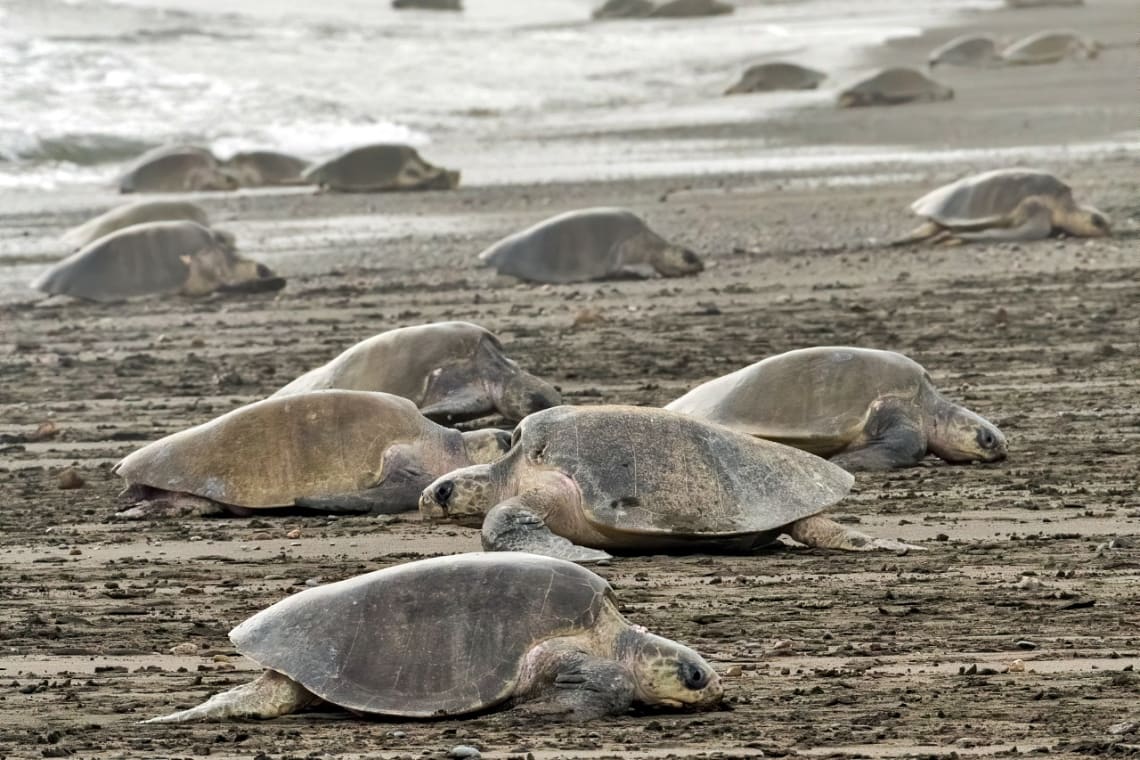 Turtles laying eggs on Ostional beach