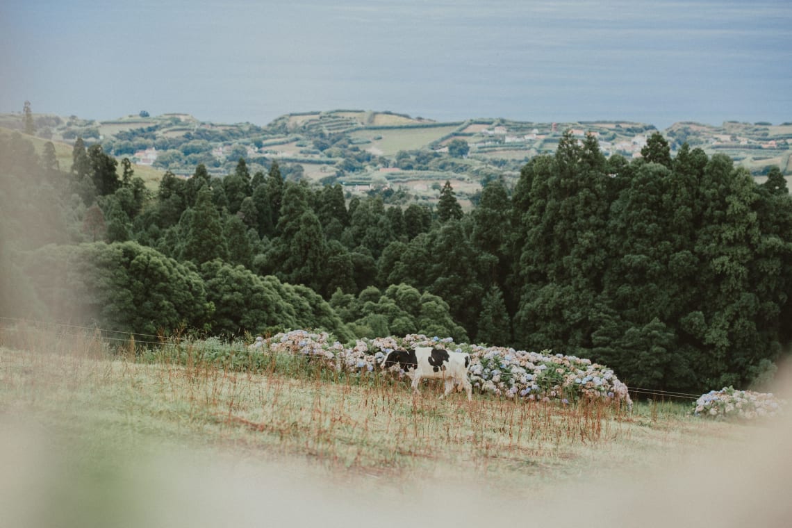 Farm volunteer opportunity in Portugal