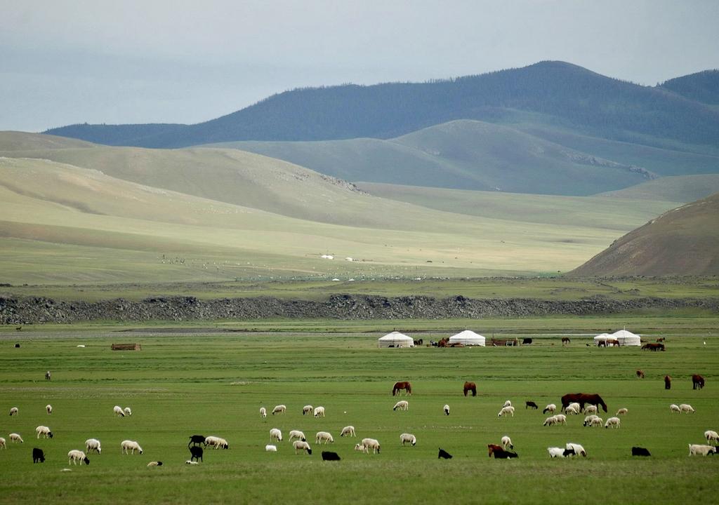 Volunteer with animals in Mongolia