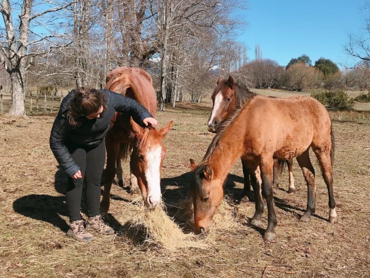 take care of horses in Chile