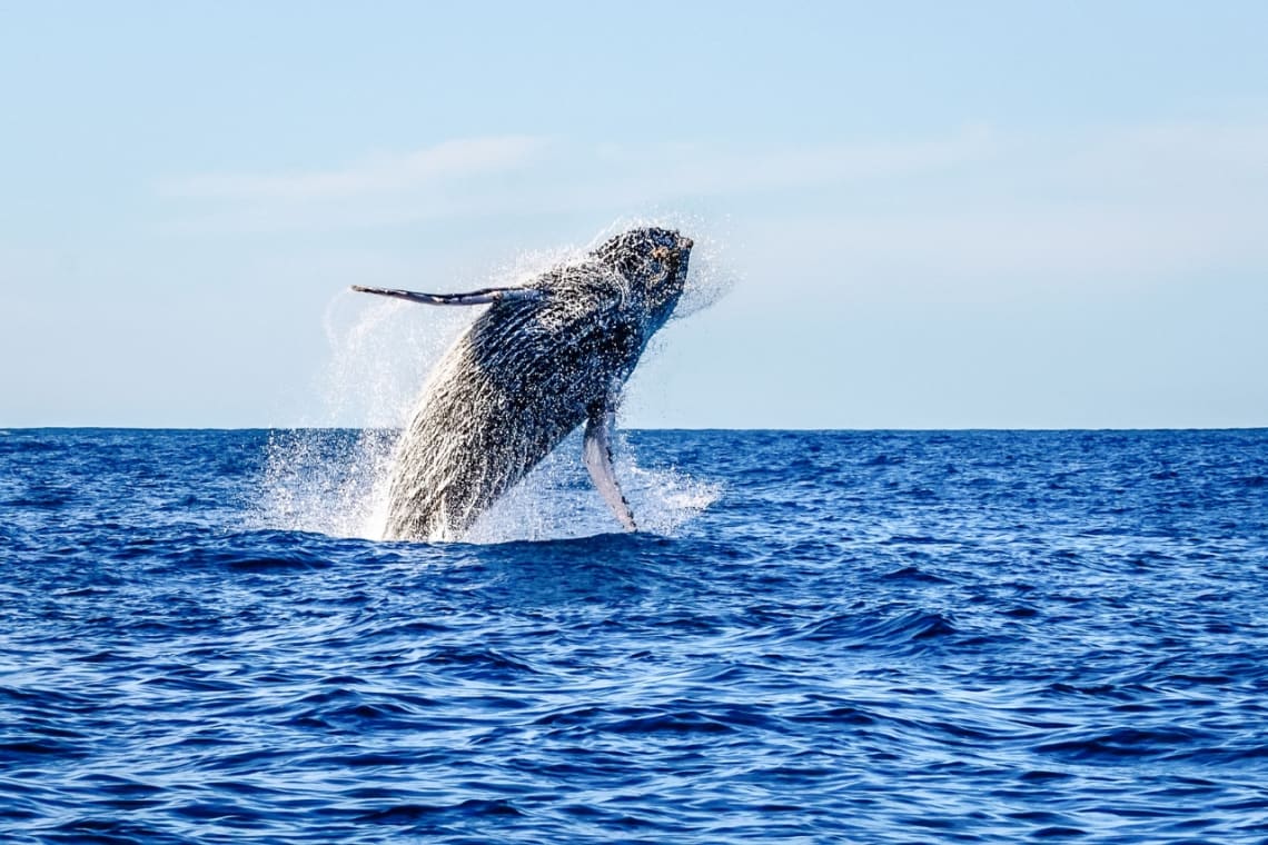 Ballena gris saltando fuera del agua. El avistaje es una de las mejores cosas que hacer en Baja California Sur