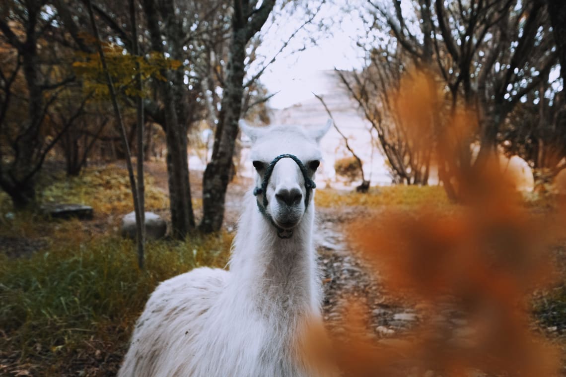 Alpaca, Ruins of Pumapungo Park, Cuenca, Ecuador