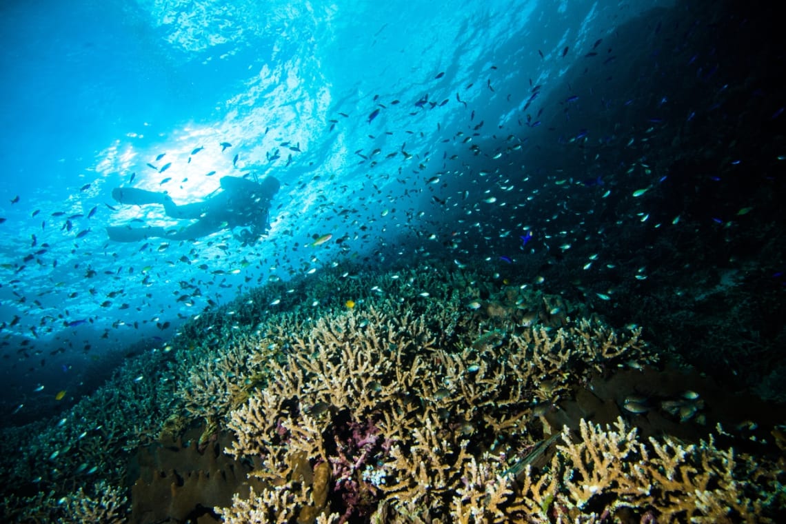 Diver exploring the corals of Bunaken underwater, Indonesia