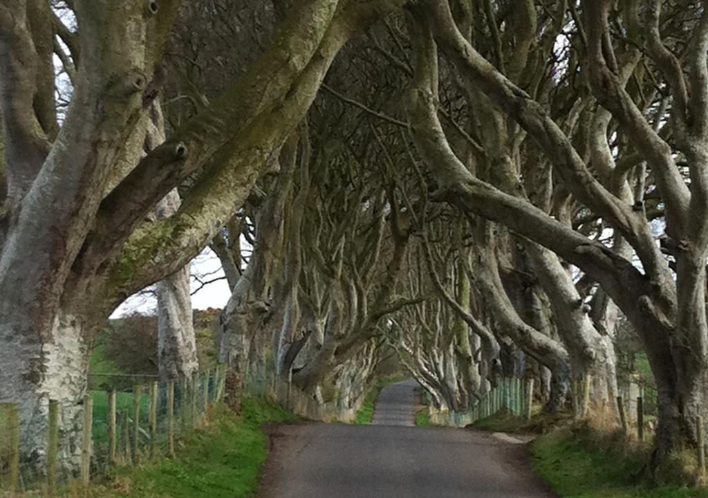 The Dark Hedges