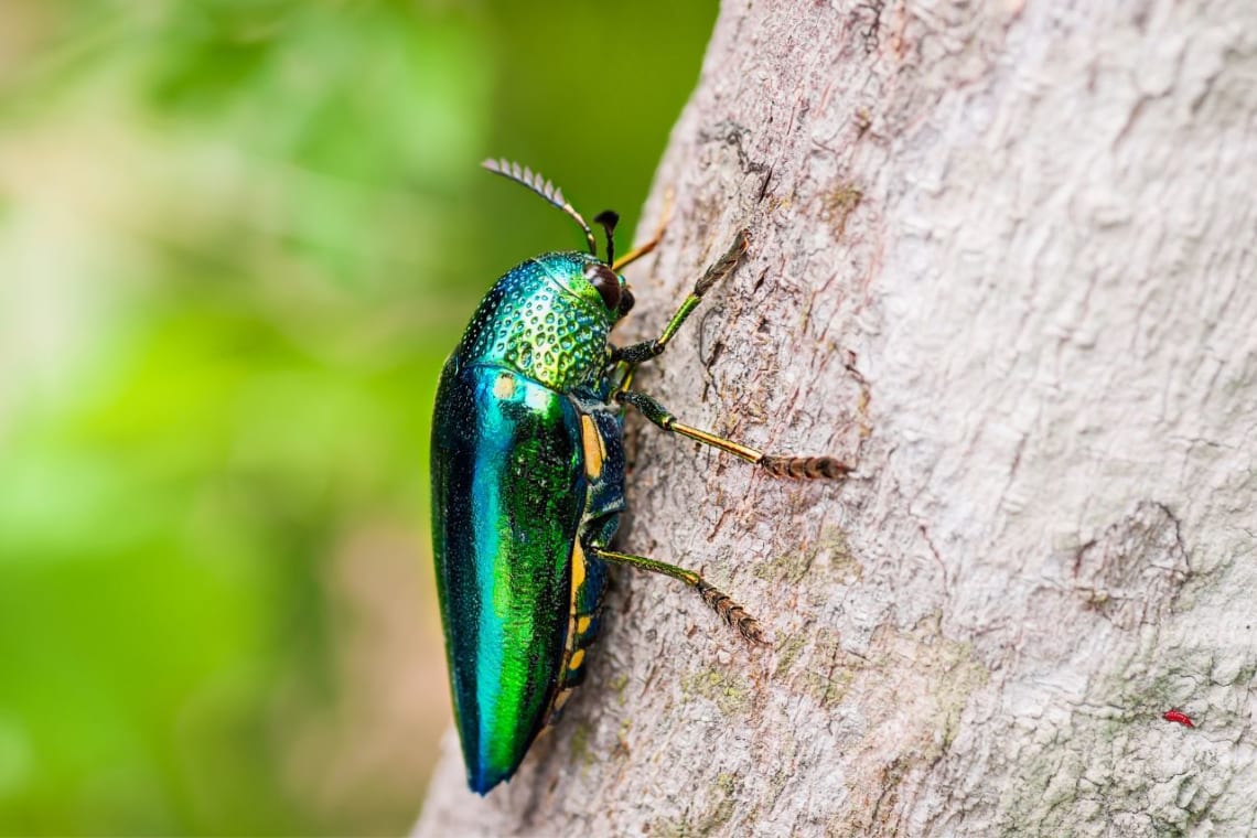 escarabajo joya subiendo por un árbol