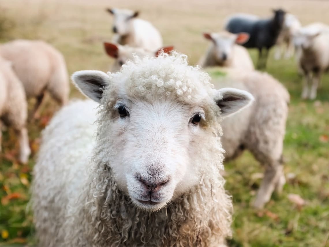 volunteer work on a farm