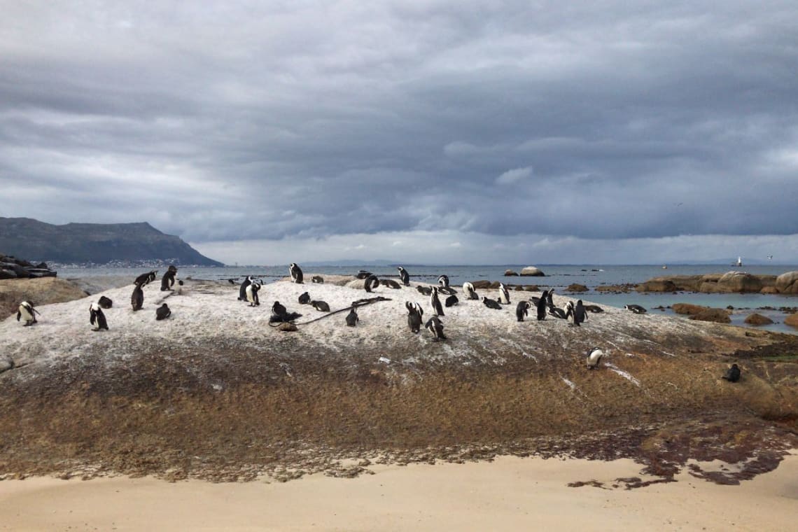 Things to do in Cape Town: penguins at Seaforth Beach