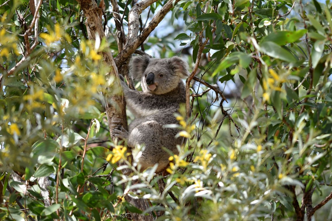 you might see koala bears during your&nbsp;Australia vacation