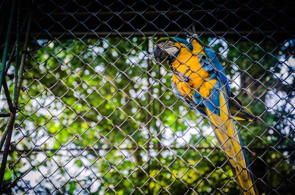 Viveiro de aves também se encaixam em situação de maus tratos contra animais