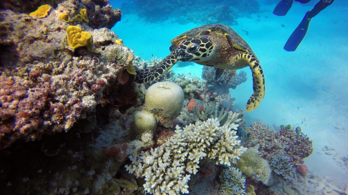 see&nbsp;The Great Barrier Reef during your Australia vacation