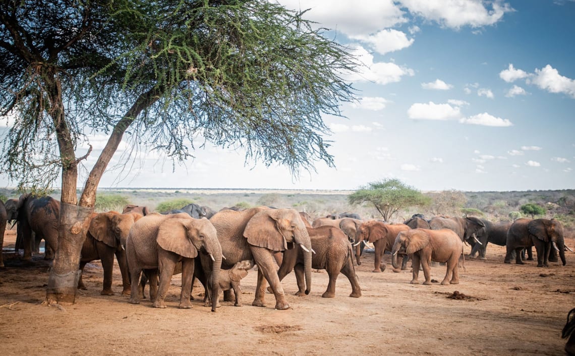 Manada de elefantes africanos