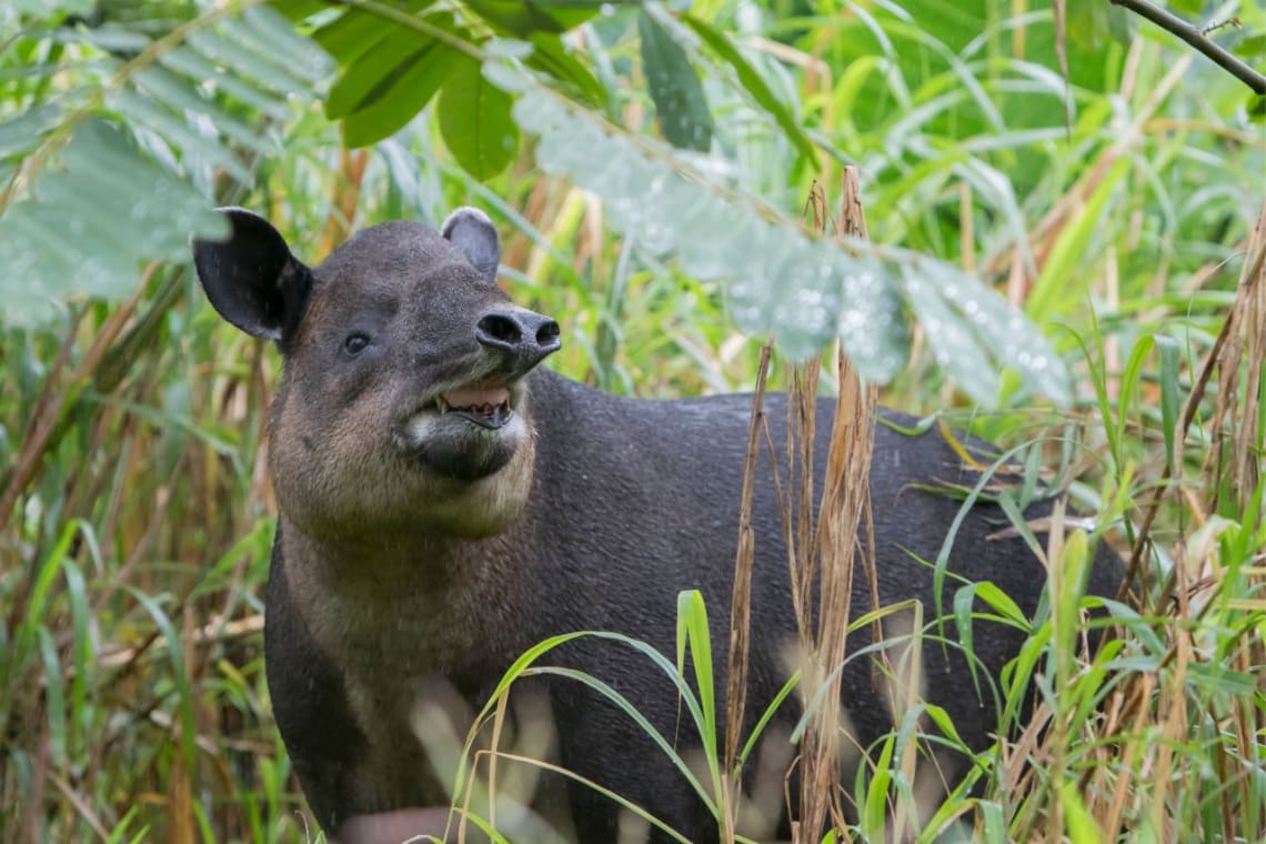 Tapir en la selva, uno de los animales de Costa Rica