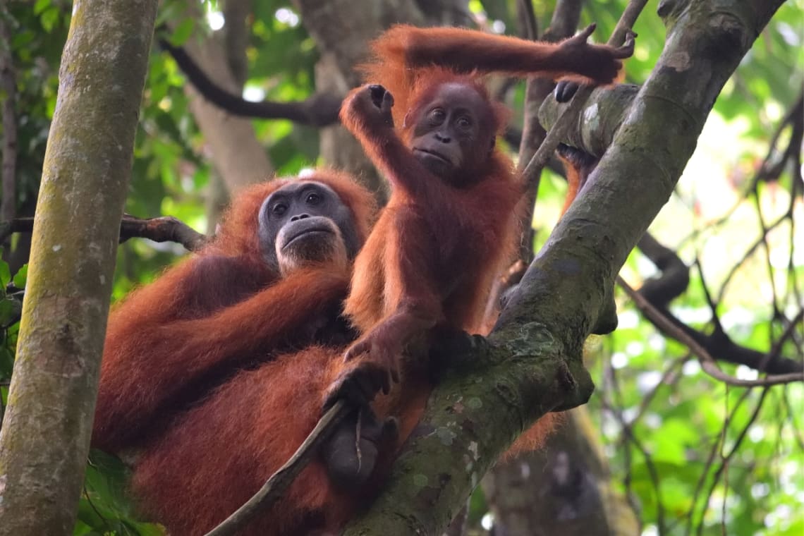 Madre e hijo orangután en el Parque Nacional Gunung Leuser