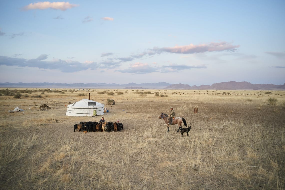 Sheperd with his cattle in the Mongolian steppe