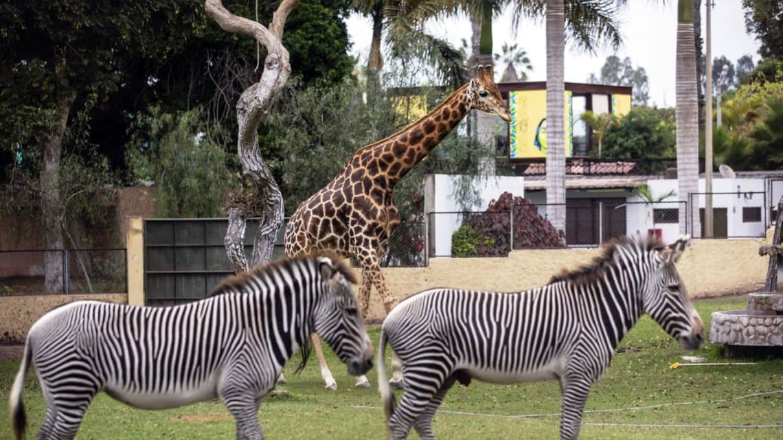 Cebras y jirafa en el zoológico del Parque de las leyendas