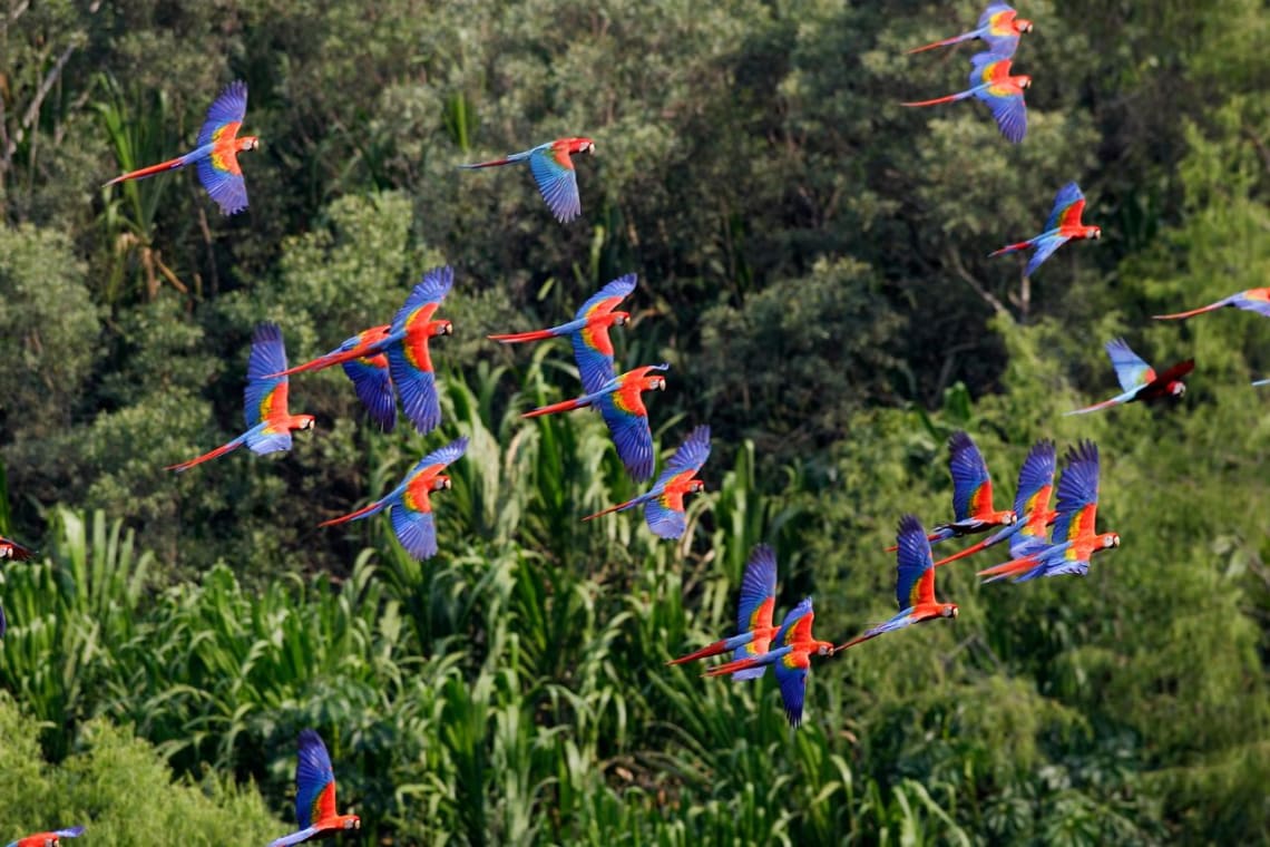 Scarlet macaws flying in Corcovado National Park