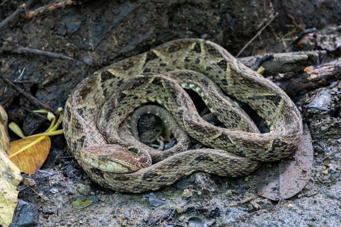 Serpiente terciopelo enroscada