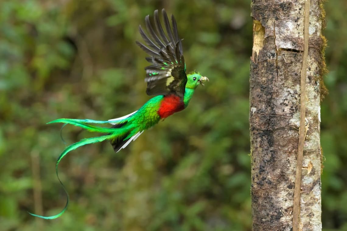 Resplendent quetzal flying