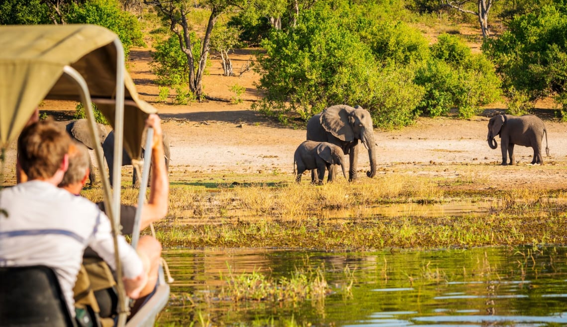 Cómo cuidar el medioambiente: avistaje de elefantes durante un safari no invasivo en África