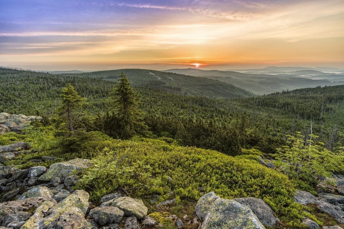 national-parks-europe-forest