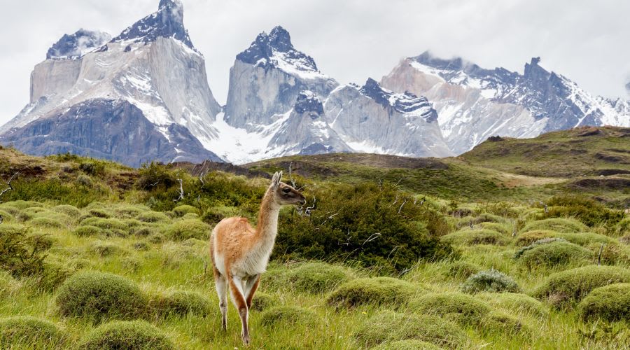 Guanaco con montañas de fondo en el Parque Nacional Torres del Paine