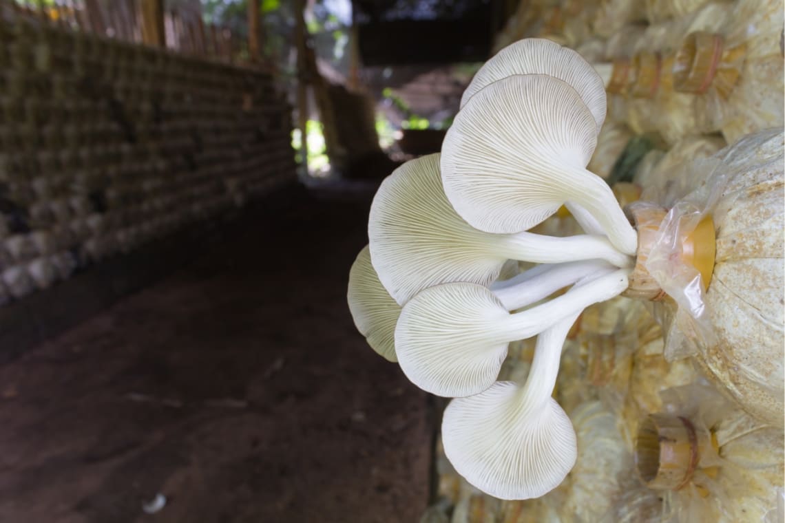 Oyster mushrooms growing from a special bag in a mushroom farm