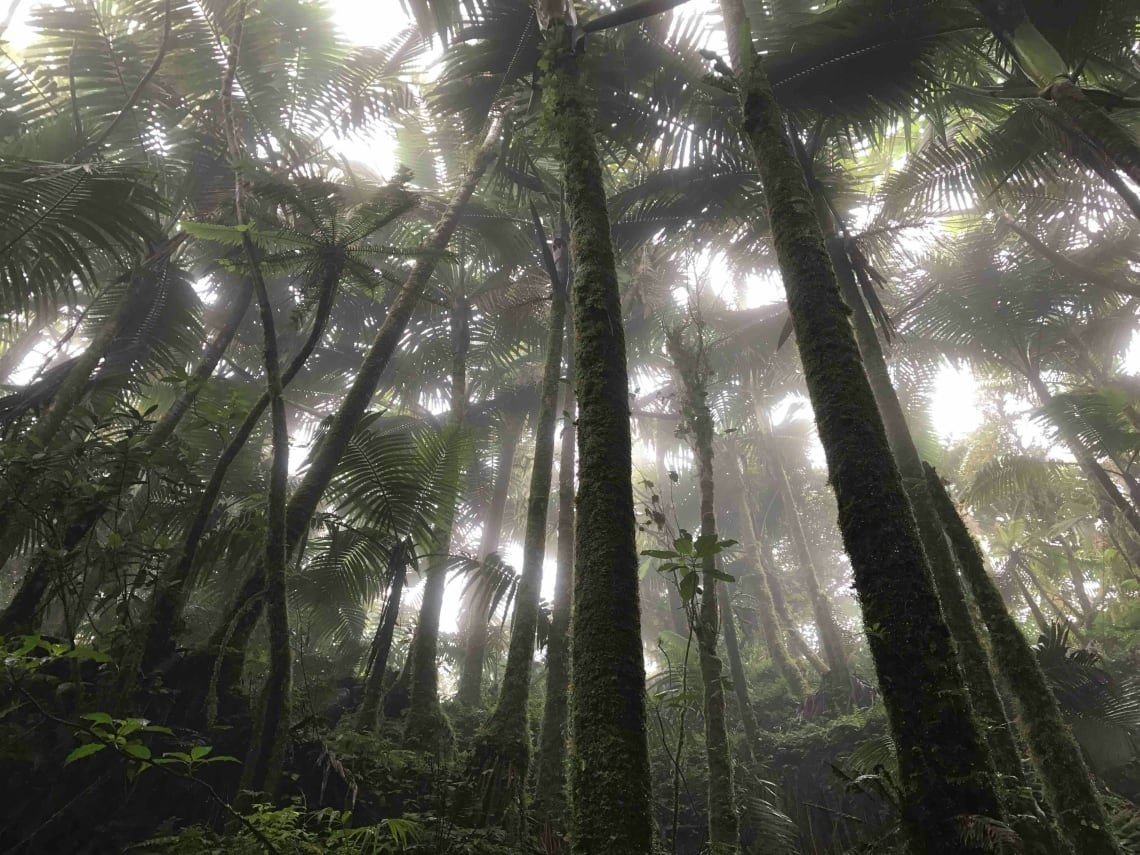 el yunque national forest