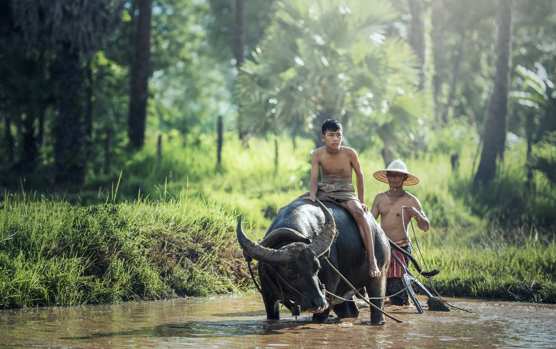 Men working in a rural field with a buffalo