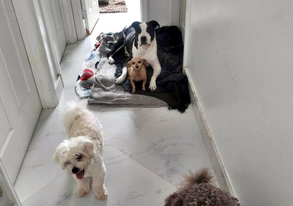 Three dogs in a house