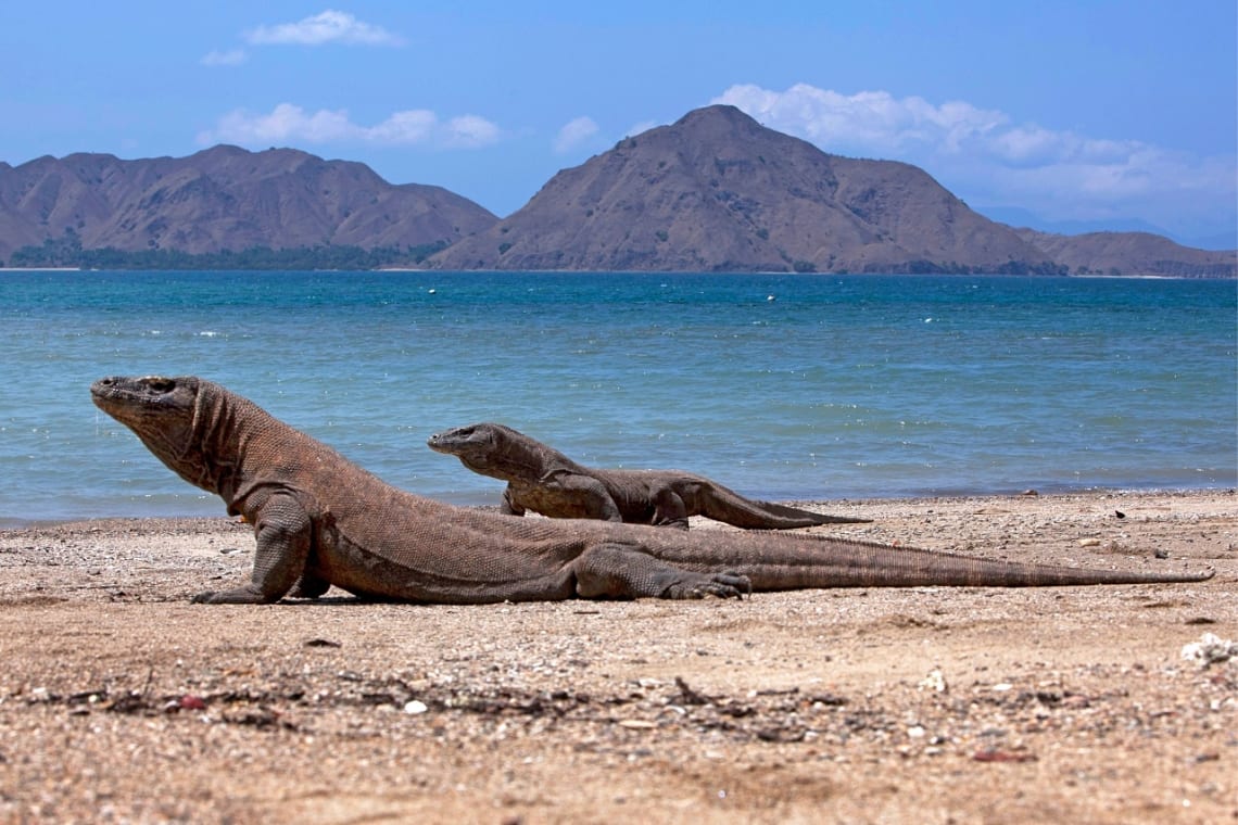 Two Komodo dragons in a beach of the national park