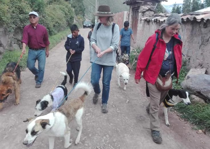 help dogs in Peru