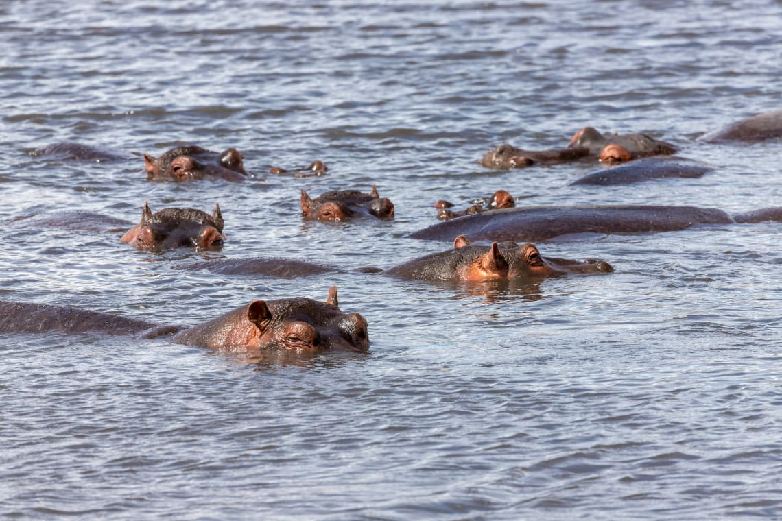 Tanzania safari