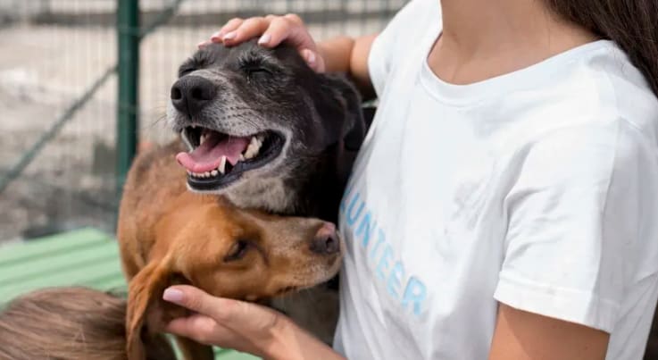 volunteering at animal shelters includes very diverse tasks