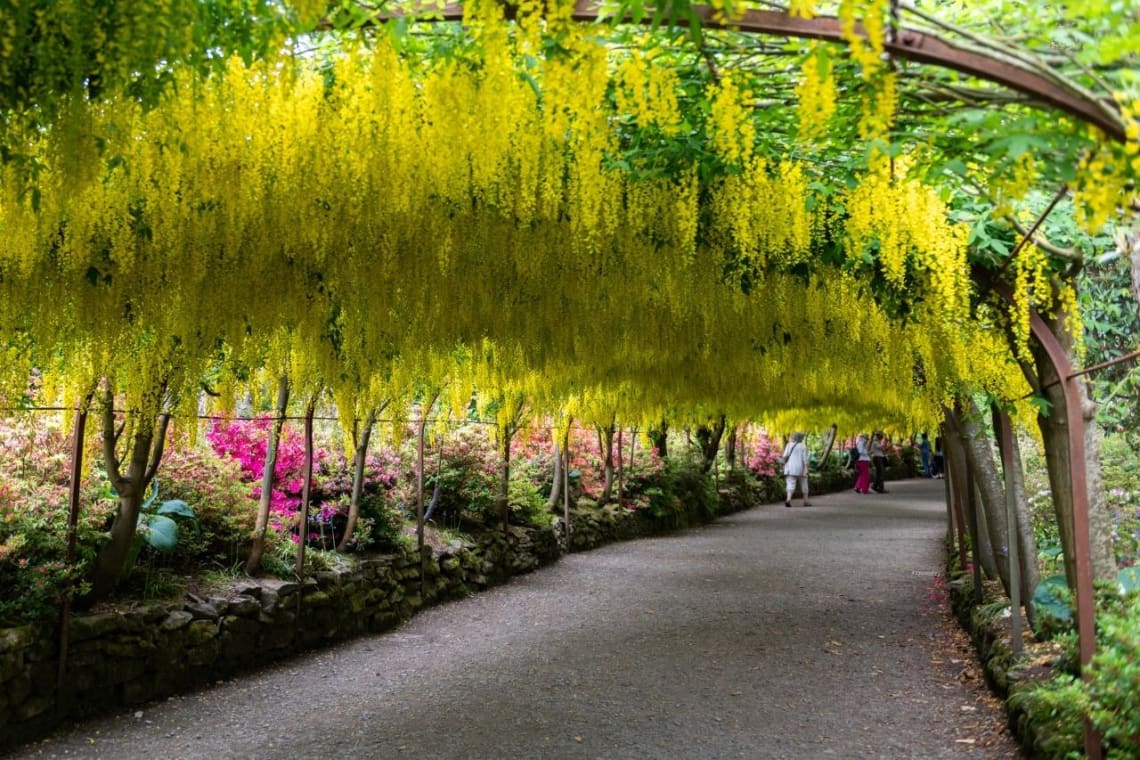 The best things to do in Wales: Laburnum Arch