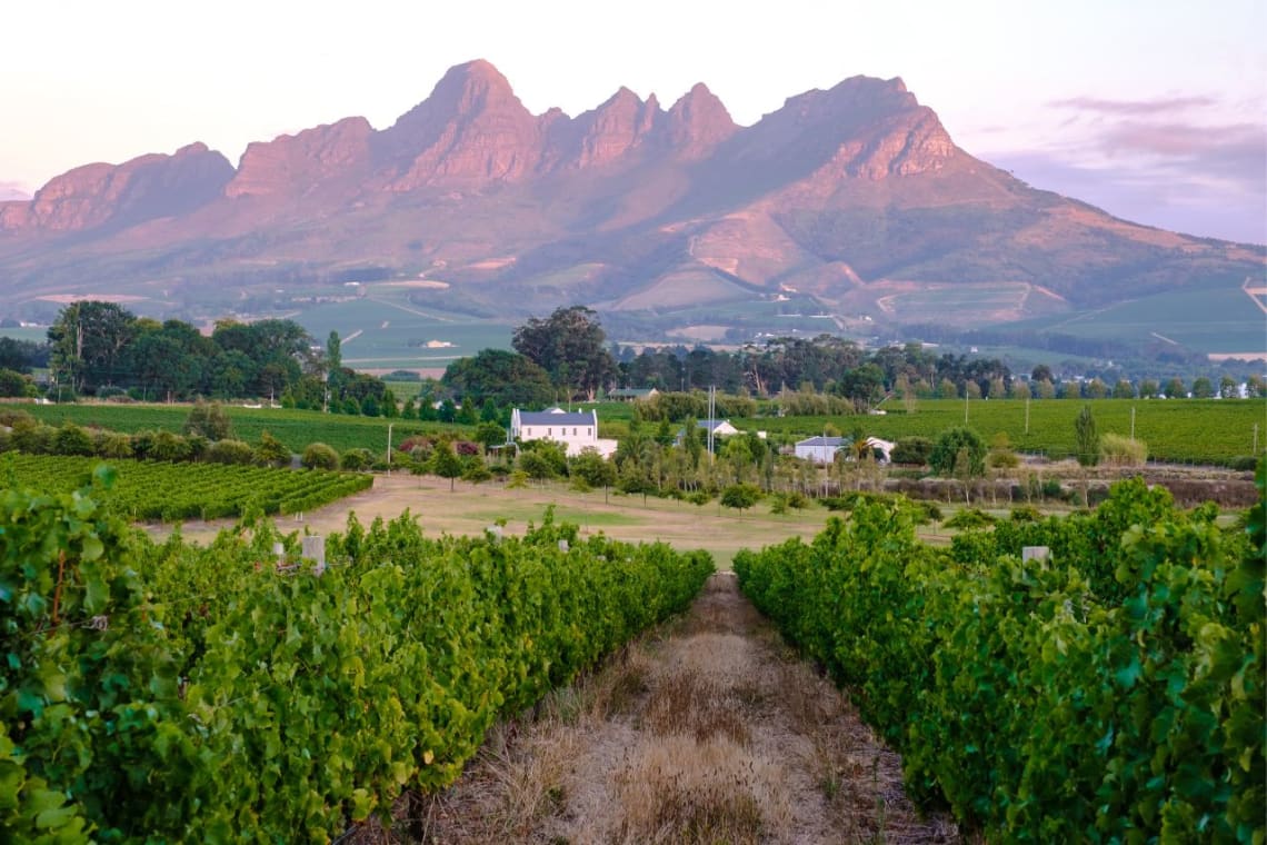 Things to do in Cape Town: Vineyard with mountain view