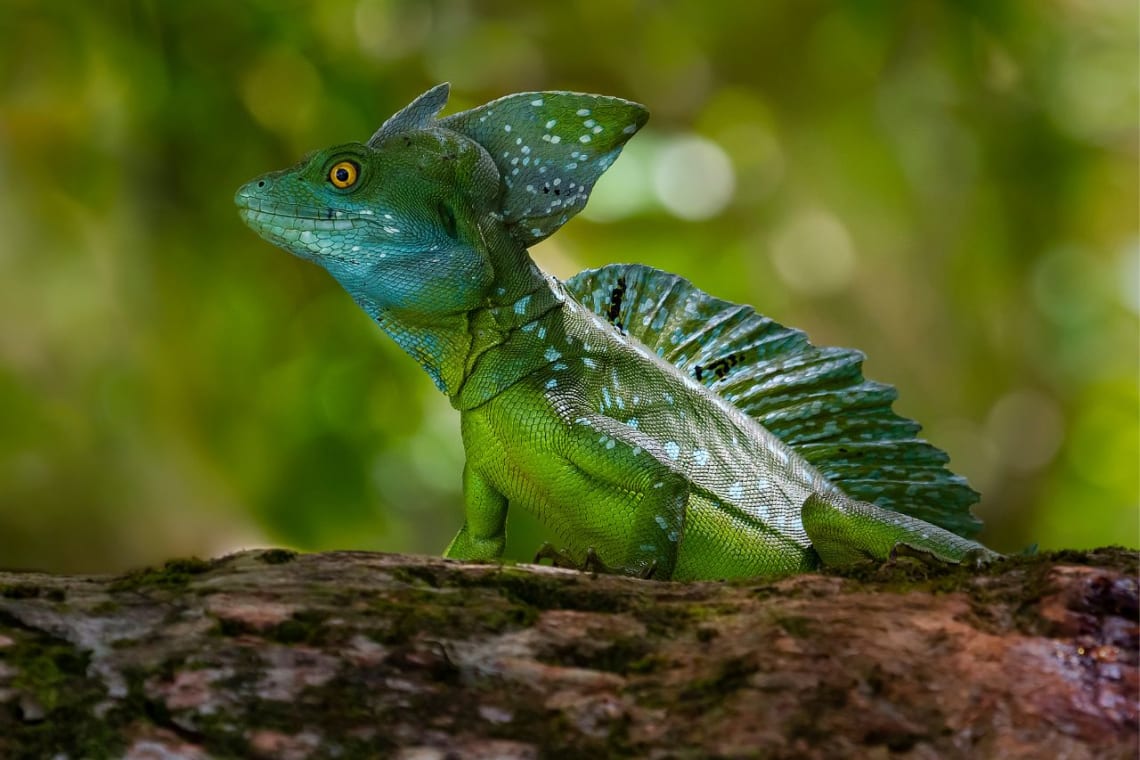 Basilisco verde atento